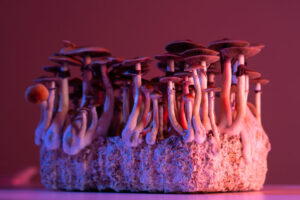 psilocybin mushrooms